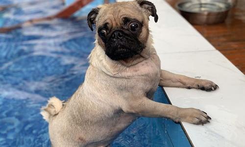 养八哥的技术和喂养方法？（巴哥犬怎么训练）