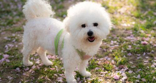 比熊犬的危害？ 养比熊犬对人的危害