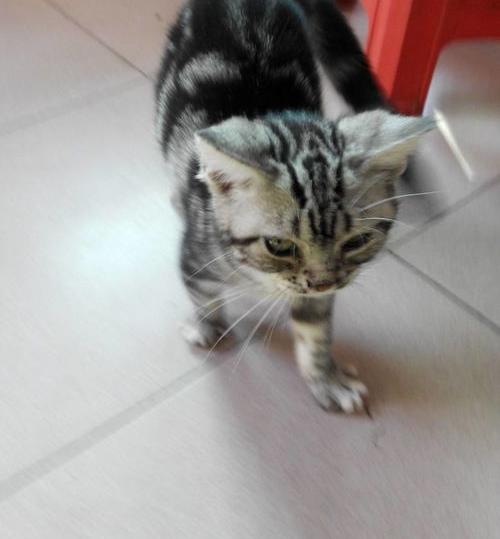 500块钱的宠物猫有哪些？（宠物猫的品种及价格）