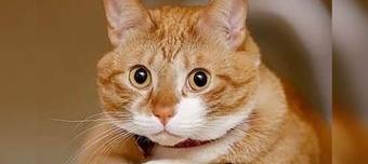猫咪怕阳气重的人吗？ 猫为啥喜欢阴气重的人
