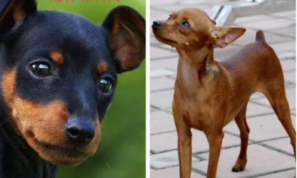 迷你杜宾跟小鹿犬区别？ 小型杜宾犬多少钱一只