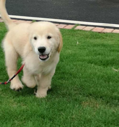 金毛犬几个月开始猛长？（金毛几个月开始漂亮）