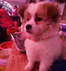 怎么能让狗狗快速退烧？ 狗狗发烧吃什么药退烧