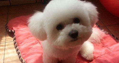 一只纯种小比熊需要多少钱？（比熊犬多少钱一只幼崽）