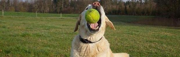 拉布拉多犬多大才听得懂口令？（拉布拉多犬训练口令）