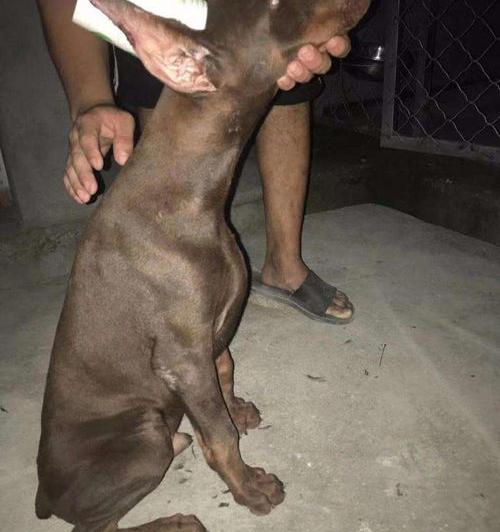 红色鹿狗价格？（德国杜宾犬价格多少钱一只）