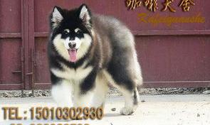 110斤的阿拉斯加成犬算不算巨型的？（巨型阿拉斯加300斤）