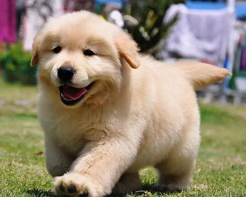 闲鱼上金毛幼犬300一只靠谱吗？（卖金毛幼犬300一只）