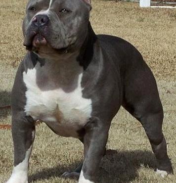 世界十一大名犬排名？ 斗狗排名前十的狗