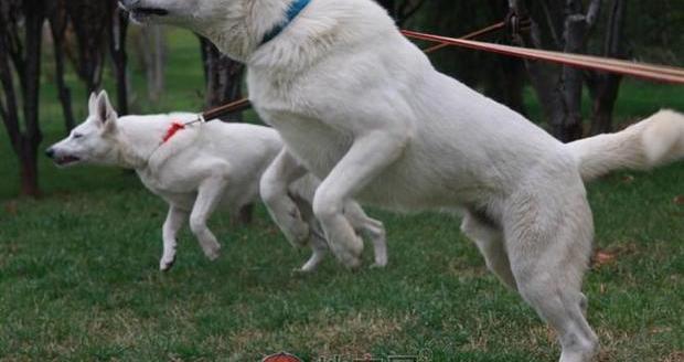 白色德国牧羊犬的介绍 白色德国牧羊犬