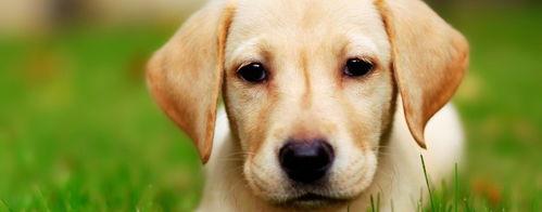 烦恼啊,如何选拉布拉多犬幼崽？ 拉布拉多犬幼崽50元