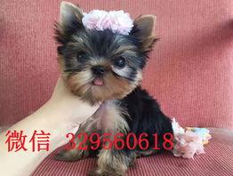 纯种约克夏梗幼犬多少钱？（约克夏多少钱一只 纯种）