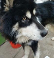 阿拉斯加巨型犬（巨型阿拉斯加）