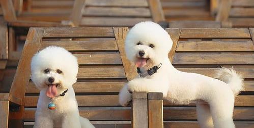 比熊串串是什么意思？ 串串比熊和纯比熊的区别
