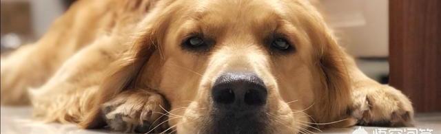 哪种大型犬最适合家养，盘点适合家养的10种大型犬？（世界上十大最漂亮的狗）