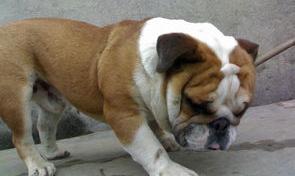 英国斗牛犬一只多少钱？影响英国斗牛犬价格的因素有哪些？（英国斗牛犬价格多少钱一只）