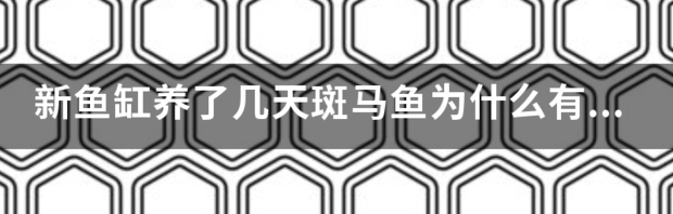 溪流缸可以养斑马鱼吗？ 为什么尽量不让养斑马鱼