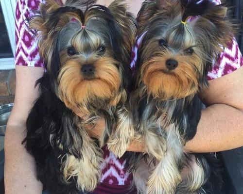 为什么养约克夏的人都后悔了？（为什么很少人养约克夏）