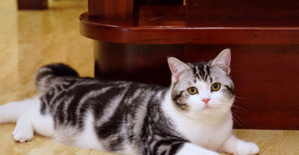宠物店里一只普通的猫一般多少钱？（宠物猫多少钱一只）