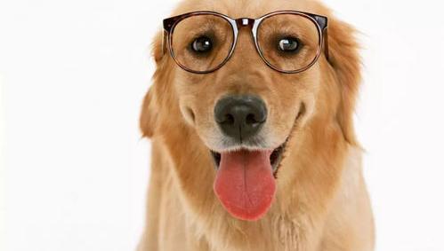 北京41种禁养犬是哪些？（中国家禁养的26种狗）