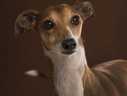捕鼠梗犬智商排名？（灵缇犬智商排名）