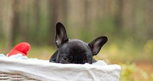 斗牛犬的种类？ 法国斗牛犬是烈性犬吗