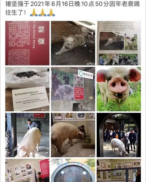 人类在动物中寿命排名是多少？ 动物寿命100排名