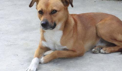 中华田园犬的原理是什么？（中华田园犬）