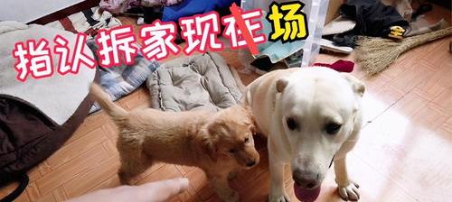 拉布拉多多大才会听话？ 拉布拉多怎么训练才听话的
