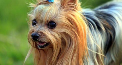 卷毛狗的品种有哪些？（梗类犬品种大全）
