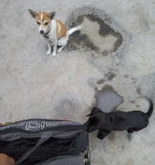 北京禁养犬名单最新2022？（北京买狗哪里比较靠谱）