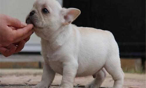 法国斗牛犬最便宜多少钱一只？ 法牛犬价格现在市场价