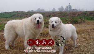 大白熊犬几年能长大？（大白熊犬幼崽多少钱一只）