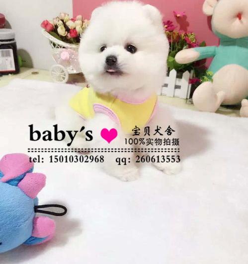 博美7斤正常吗？ 英系博美多少钱一只