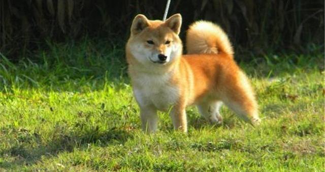 柴犬在食物上有哪些禁忌？（养柴犬的禁忌）