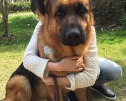 东德和边牧哪个更聪明更好养？（德国牧羊犬好养吗）