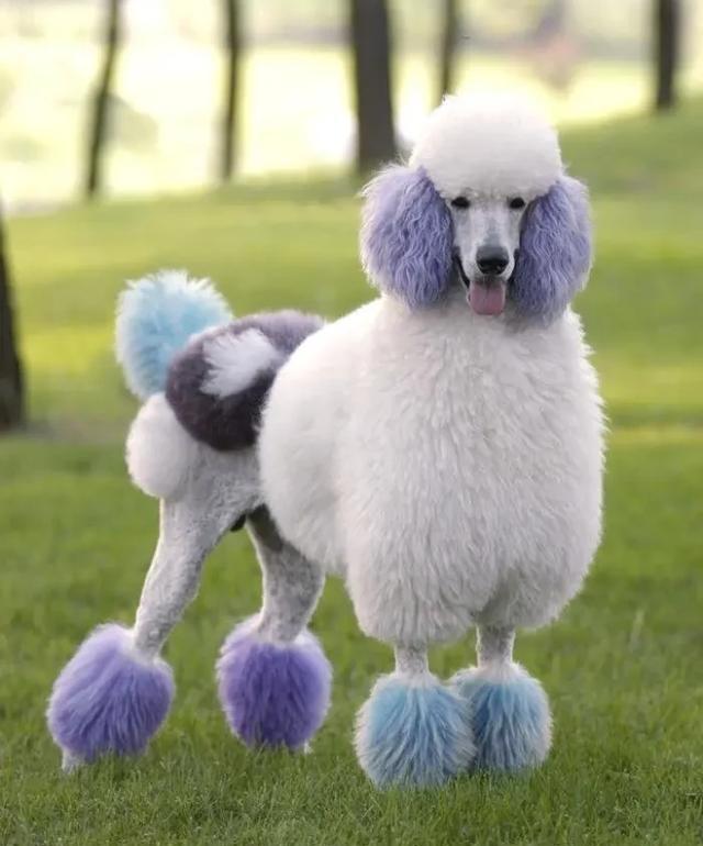 宠物美容学习去哪里好？（哪里可以学宠物美容培训）