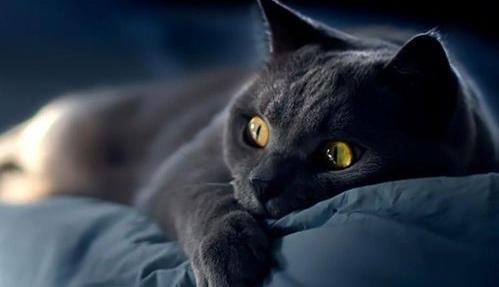 狸猫是东方猫吗？（中华田园猫21种花色）