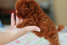 泰迪狗幼崽一般多少钱？ 泰迪狗价格是多少钱一只