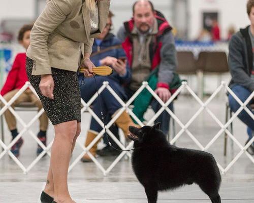 牧羊犬一般能活多少年？ 威尔士梗犬