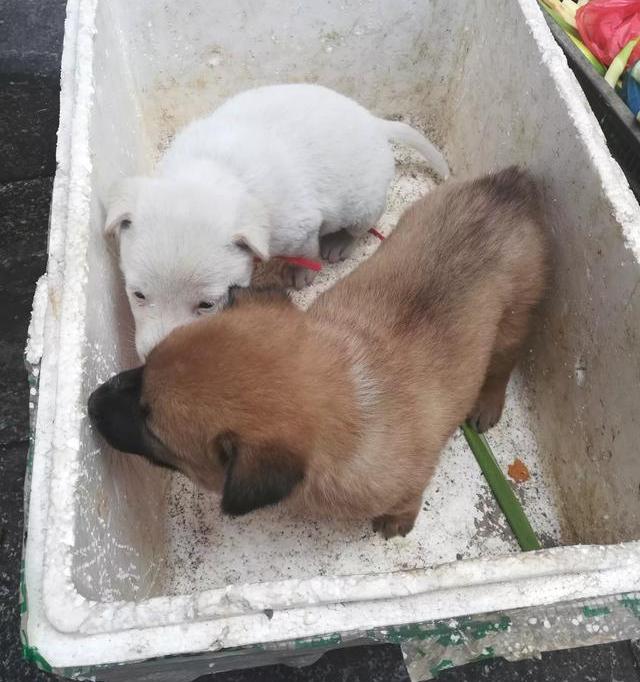 草狗多少钱一只 中华田园犬多少钱一只幼犬