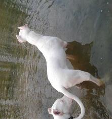 杜高打猎，公的好还是母的好（杜高犬的优缺点）