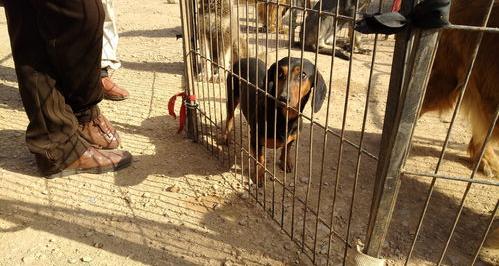 十大短毛犬？ 短毛腊肠犬多少钱一只