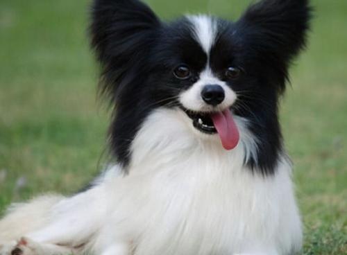 蝴蝶犬记仇吗？（蝴蝶犬谁养谁后悔）