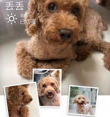 淘宝上的领养宠物是真的吗？（免费领养宠物的平台）