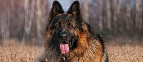 养德牧的十大坏处（养德牧的七大禁忌）