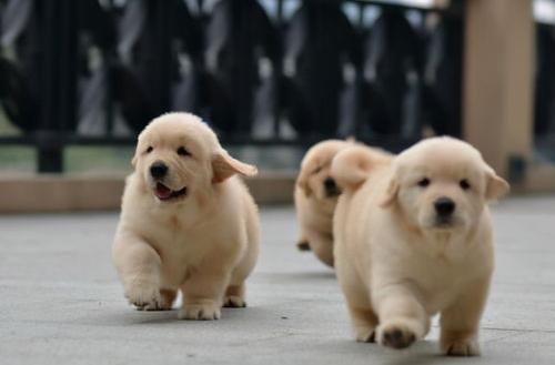 养一只金毛每年需要花费多少钱？（三百元能买一只金毛幼犬吗）