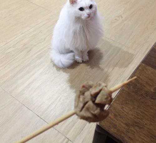 山东狮子猫优缺点？（狮子猫多少钱一只）