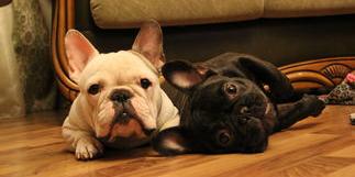 法斗的智商排名？（法国斗牛犬）