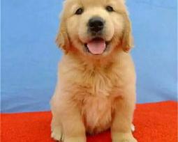 金毛多少钱一只幼犬（金毛犬多少钱一只）